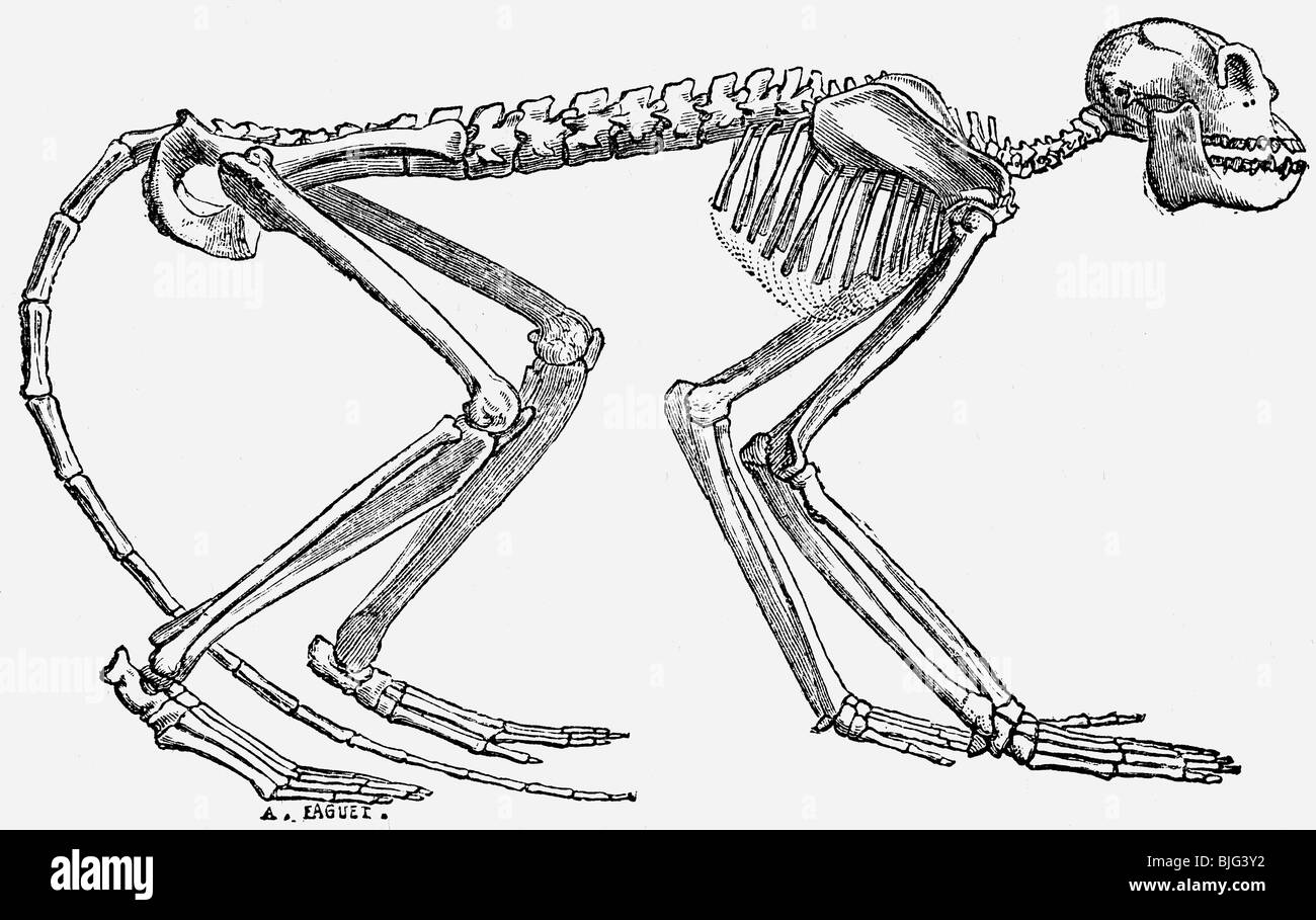 Vorgeschichte, Tiere, Skelett des prähistorischen Affen Mesopithecus pentelicus, miozäne Epoche, Illustration, Holzgravur, um 1870, Stockfoto