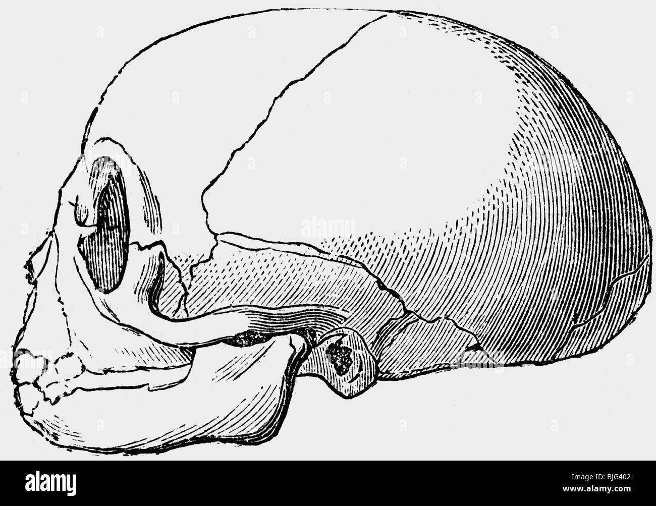 Zoologie/Tiere, Säugetier/Säugetiere, Primaten, Lemuriiden, Lemuren, Lemure, Schädel, Illustration, Holzgravur, um 1870, Stockfoto