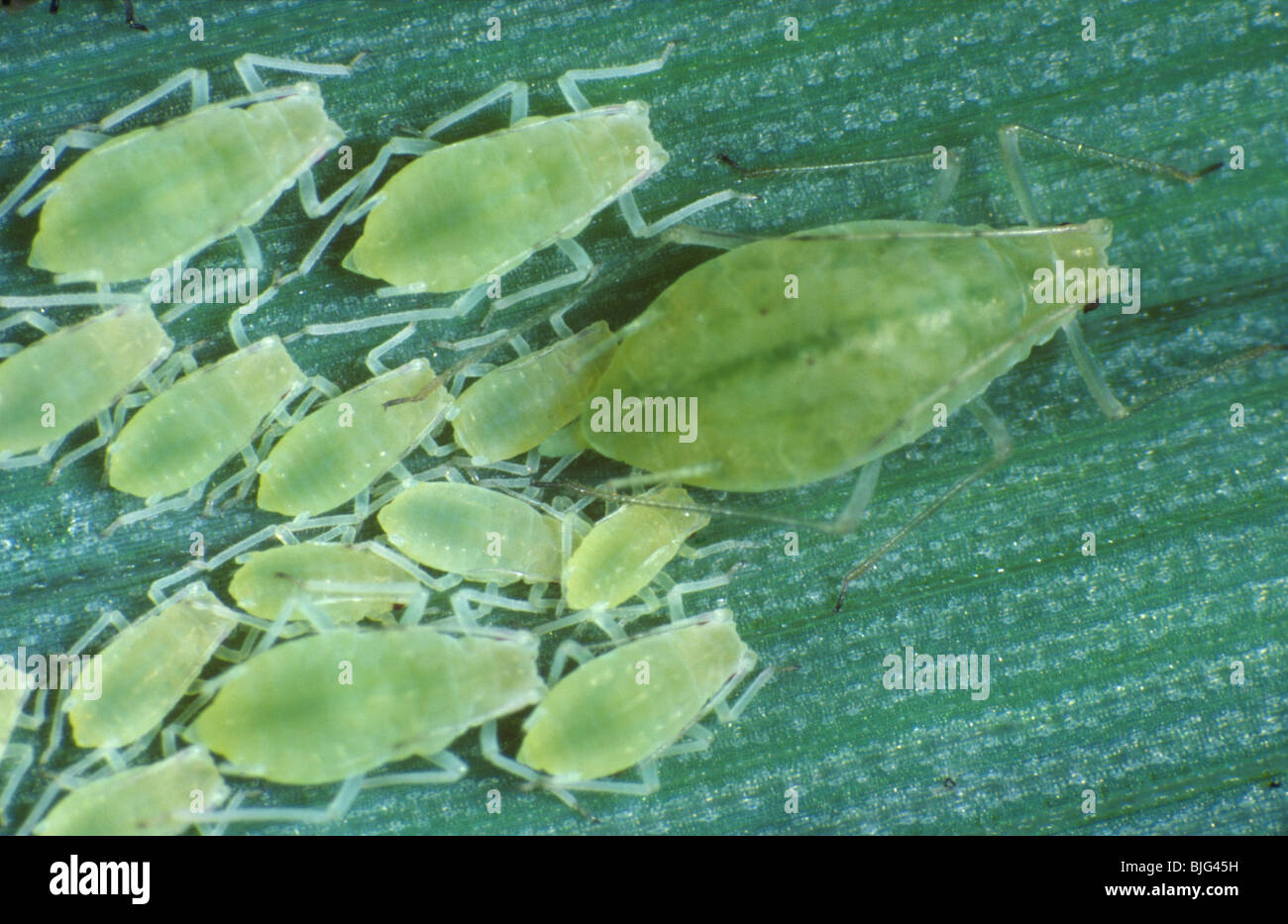 Rosenkornblattlaus (Metopolophium dirhodum), wingless Weibchen und reift auf einem Getreideblatt Stockfoto