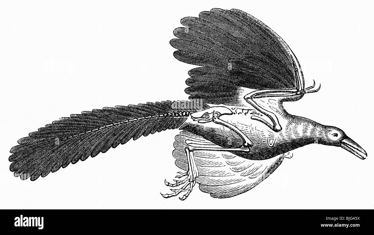 Vorgeschichte, Tiere, Archaeopteryx, Illustration, Holzgravur, ca. 1870, Stockfoto