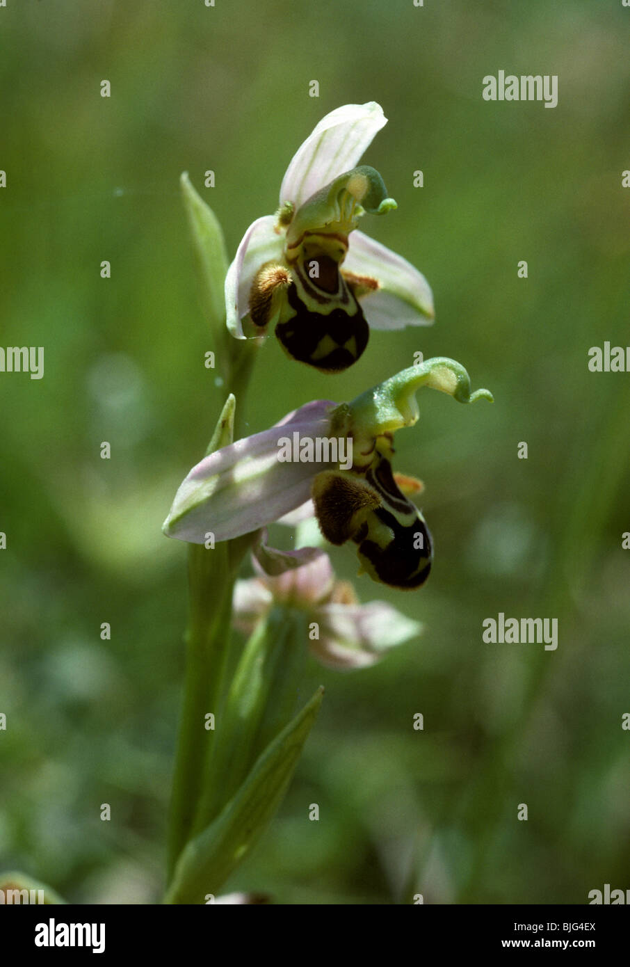 Biene Orchidee (Ophrys Apifera) Röschen auf eine blühende Pflanze Provence, Frankreich Stockfoto