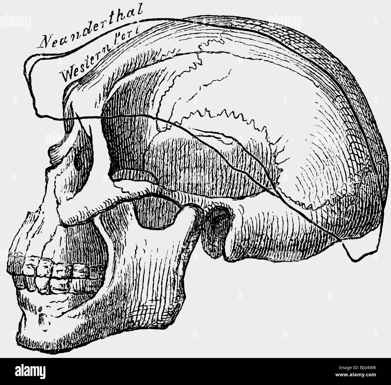 Eon/Vorgeschichte, Menschen, prähistorische Männer, Schädel eines Australoiden Mannes im Vergleich zu einem Schädel eines Neandertalers, Illustration, Holzgravur, um 1870, Stockfoto