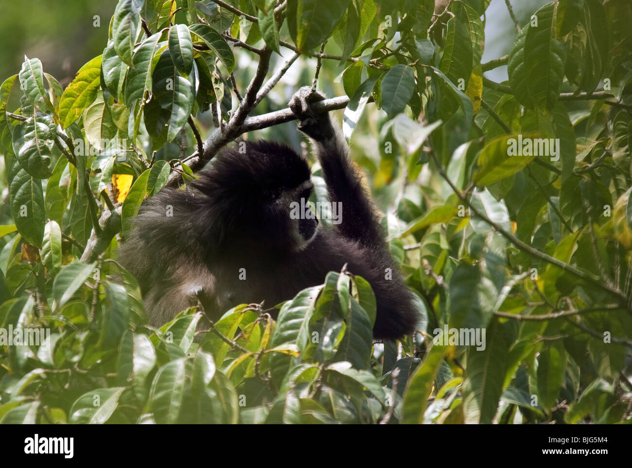 Andromeda, Alpha-Weibchen 'A' Familie weiß-handed oder Lar Gibbon in Khao Yai, Thailand. Stockfoto