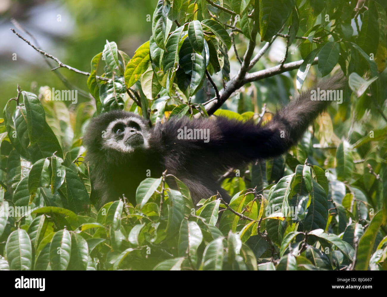 Andromeda, Alpha-Weibchen einer Familie weiß-handed oder Lar Gibbon in Khao Yai, Thailand. Stockfoto