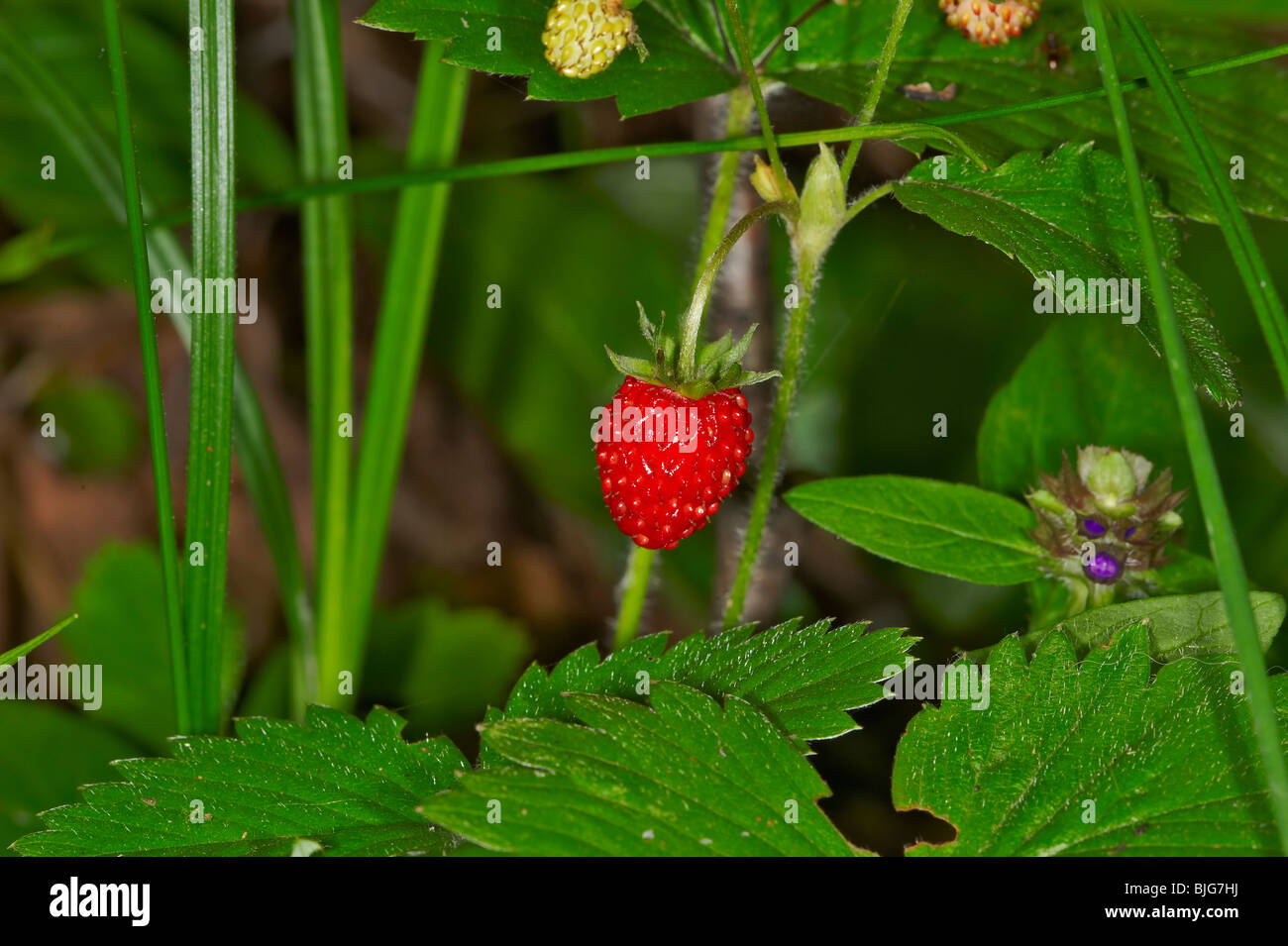 Ein Wald ist ein Gebiet mit einer hohen Dichte von Bäumen. Stockfoto