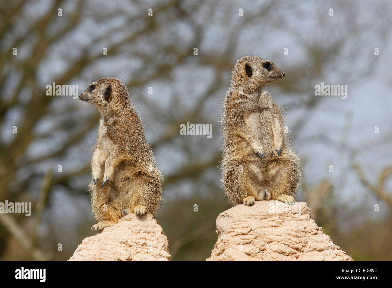 Zwei Erdmännchen stehend auf verschiedenen Gesteinen, die auf der Suche von einander entfernt Stockfoto