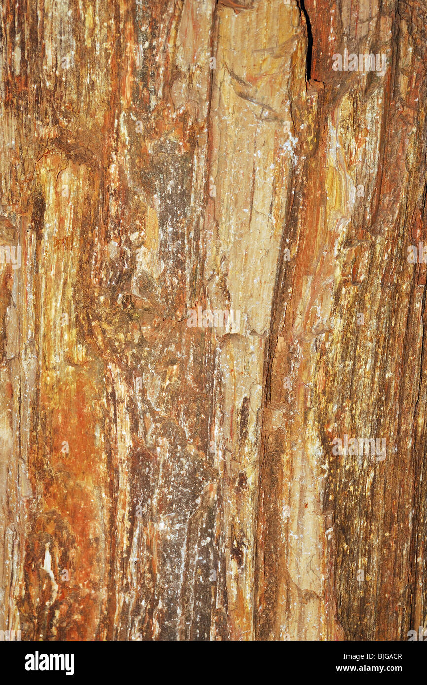 Fossiler Stamm von zwanzig Millionen Jahre alten Bäumen im fossilen Nationalpark, Stockfoto