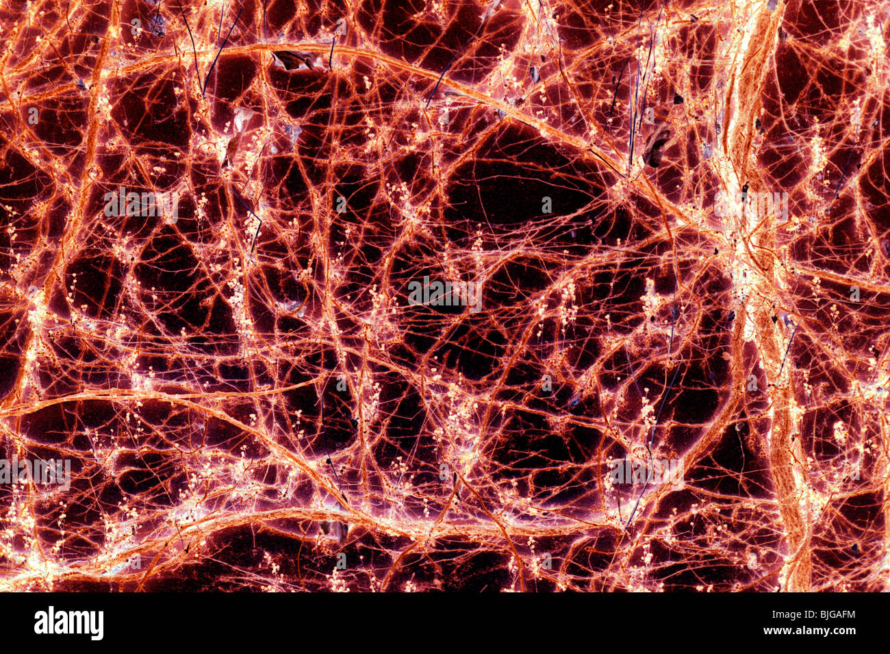 Abtract, die ein bisschen aussieht wie Neuron Verbindungen (eigentlich eine negative Verarbeitung der Reben) Stockfoto