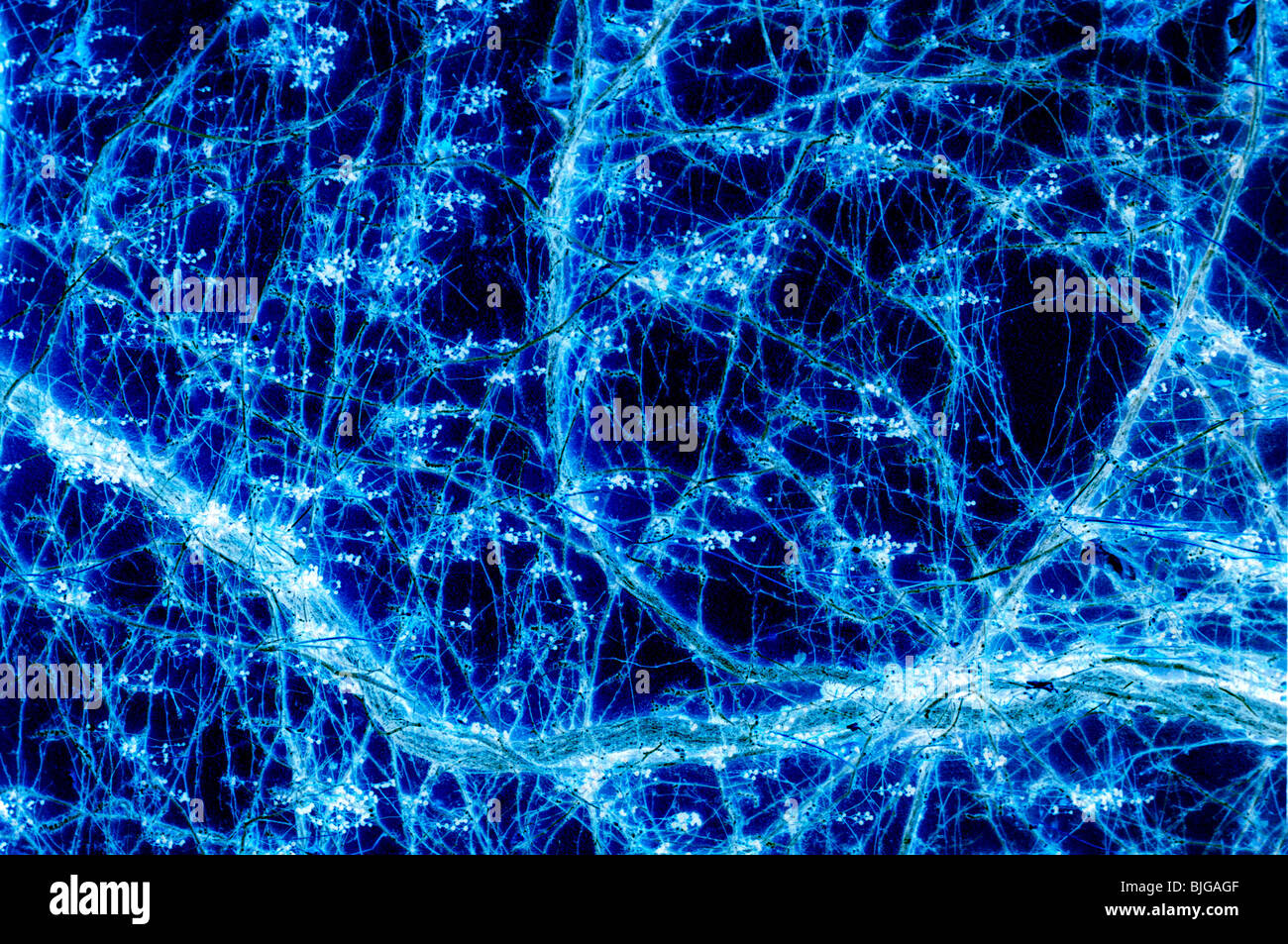Abstrakt, das sieht aus wie ein bisschen Neuron Verbindungen (eigentlich eine negative Verarbeitung der Reben) Stockfoto