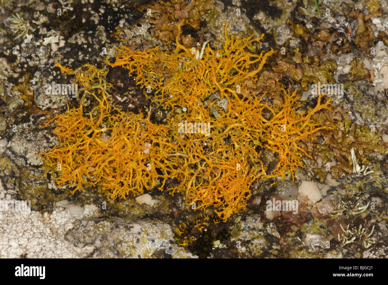 Goldenes Haar flechten, Teloschistes Flavicans, Sennon Cove, Cornwall, August 2009. Stockfoto