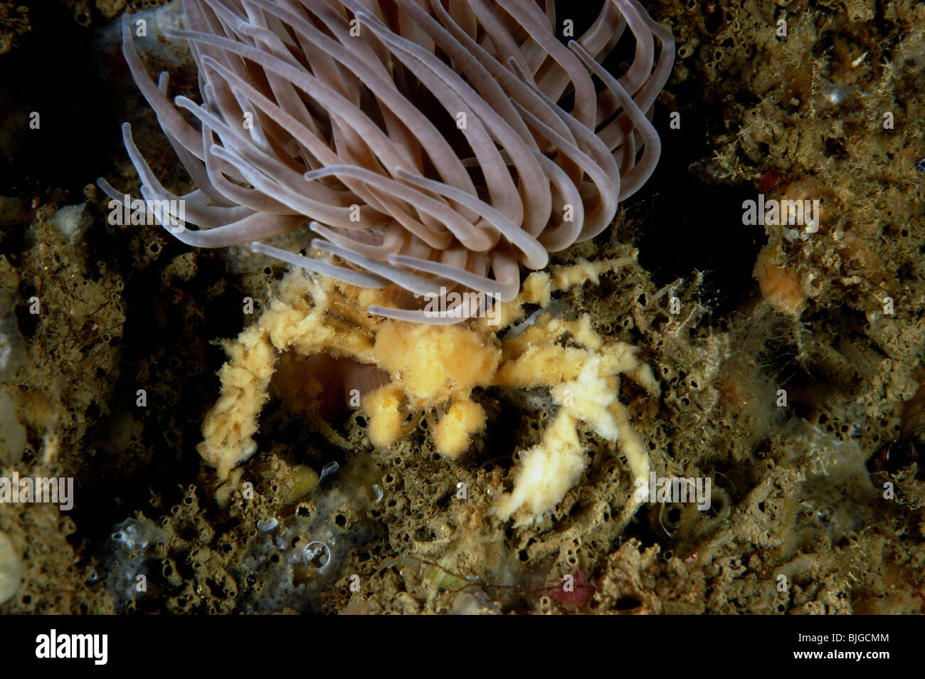 langbeinige Seespinnen, Inachos Phalangium, mit Snakelocks Anemone, Anemonia Viridis, Portland Dorset, Stockfoto