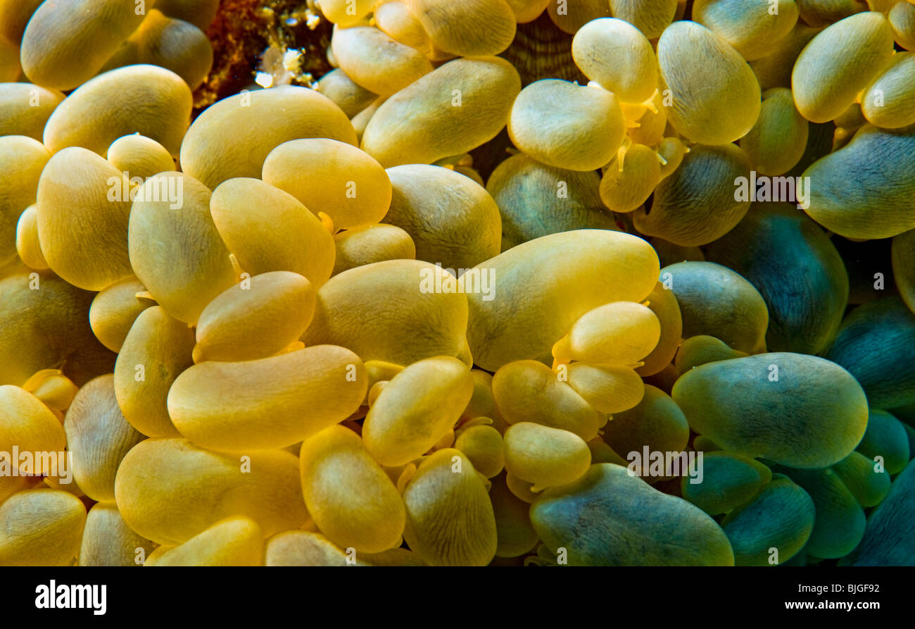 Blase Tipp Anemone Entacmaea Quadricolor Brennnessel unter Wasser Meer MALAPASCUA Inseln Unterwasser wilde Wildnis Korallenriff Stockfoto