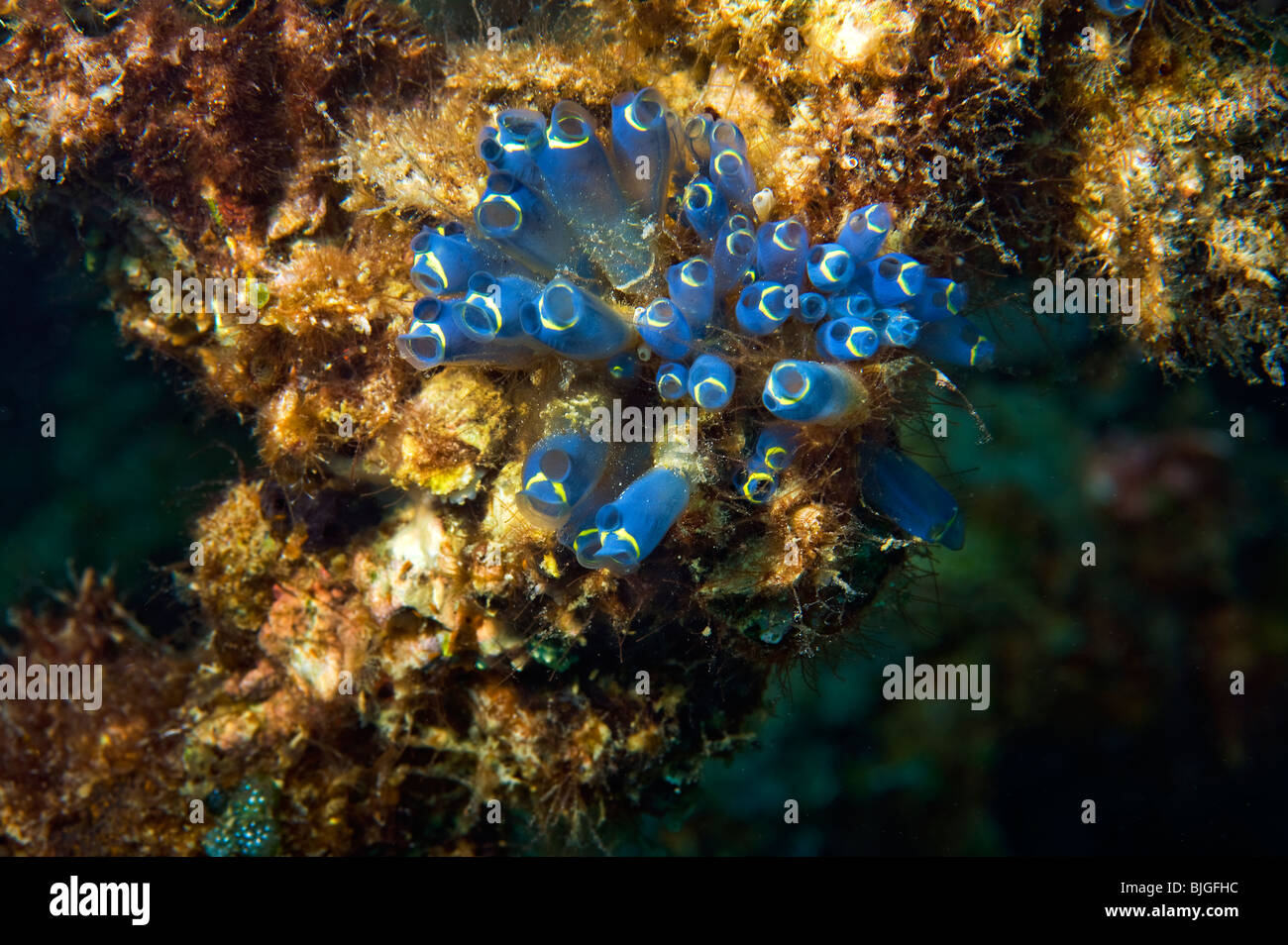 kleine blaue Blaue Seescheiden, die tunicate Urochordates Manteltieren Tunicata oder Urochordata saclike Filtrierer Spritzen Riff-malapascu Stockfoto
