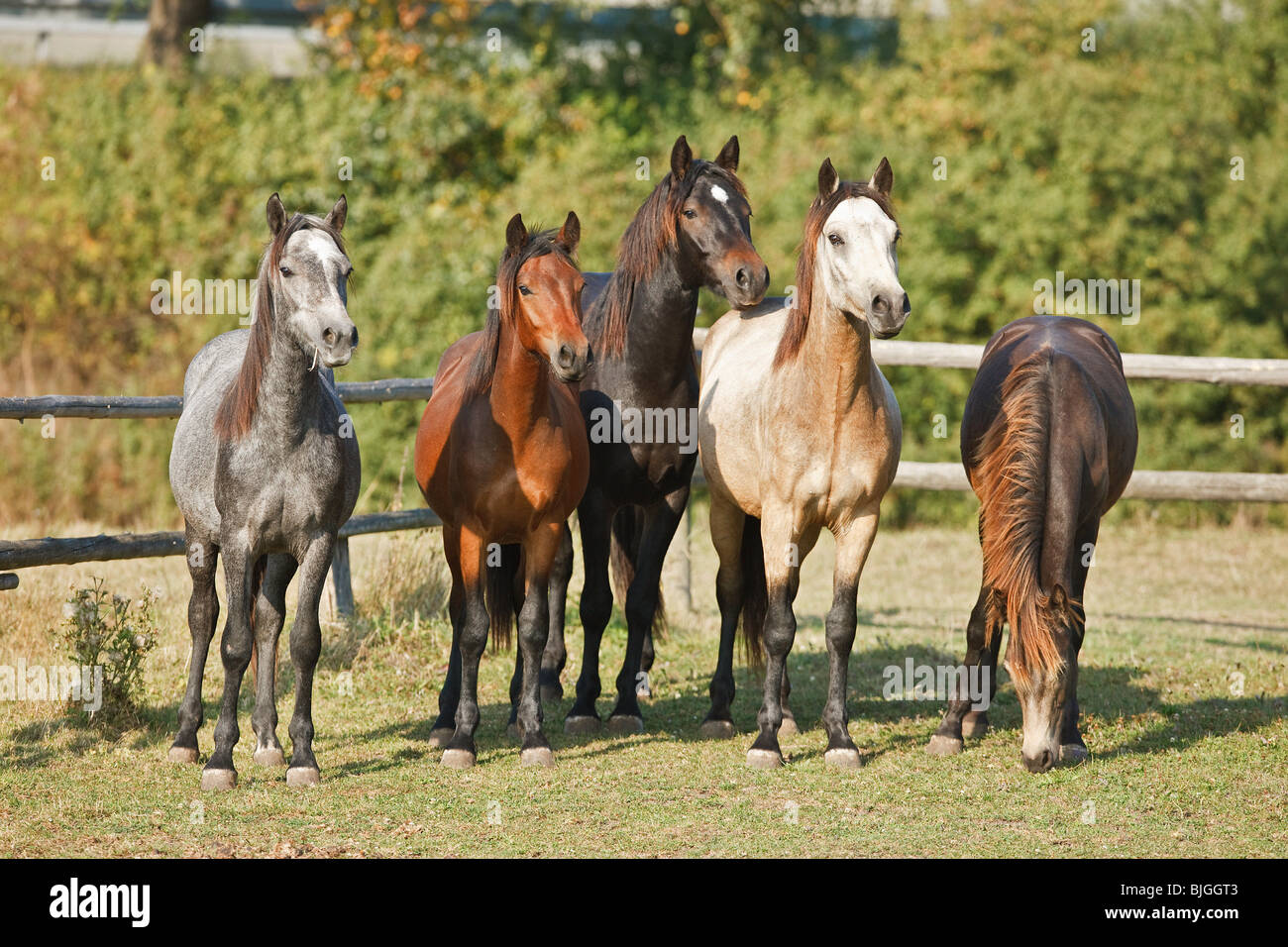 Connemara Pony. Fünf Pferde unterschiedlicher Farbe stehen auf einer Weide Stockfoto