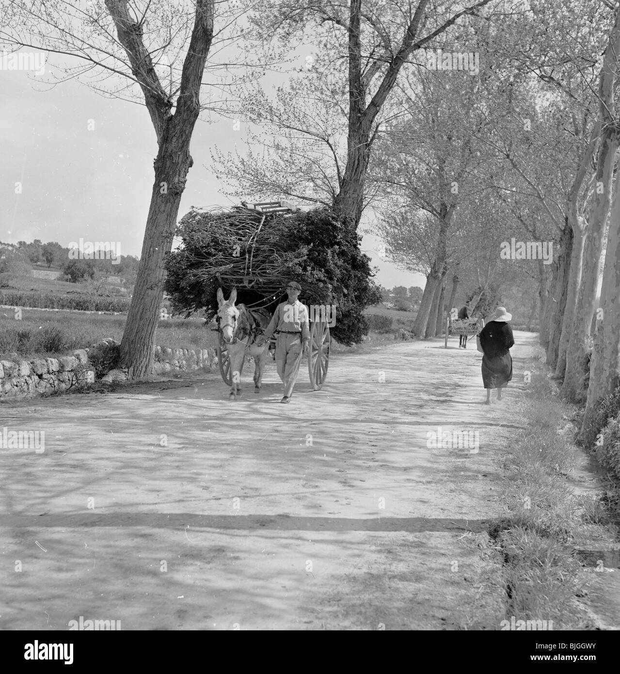 der 1950er Jahre in dieses Geschichtsbild durch J Allan Cash ein Mann mit Pferd und Wagen mit Holz geht auf einen von Bäumen gesäumten Weg geladen. Stockfoto