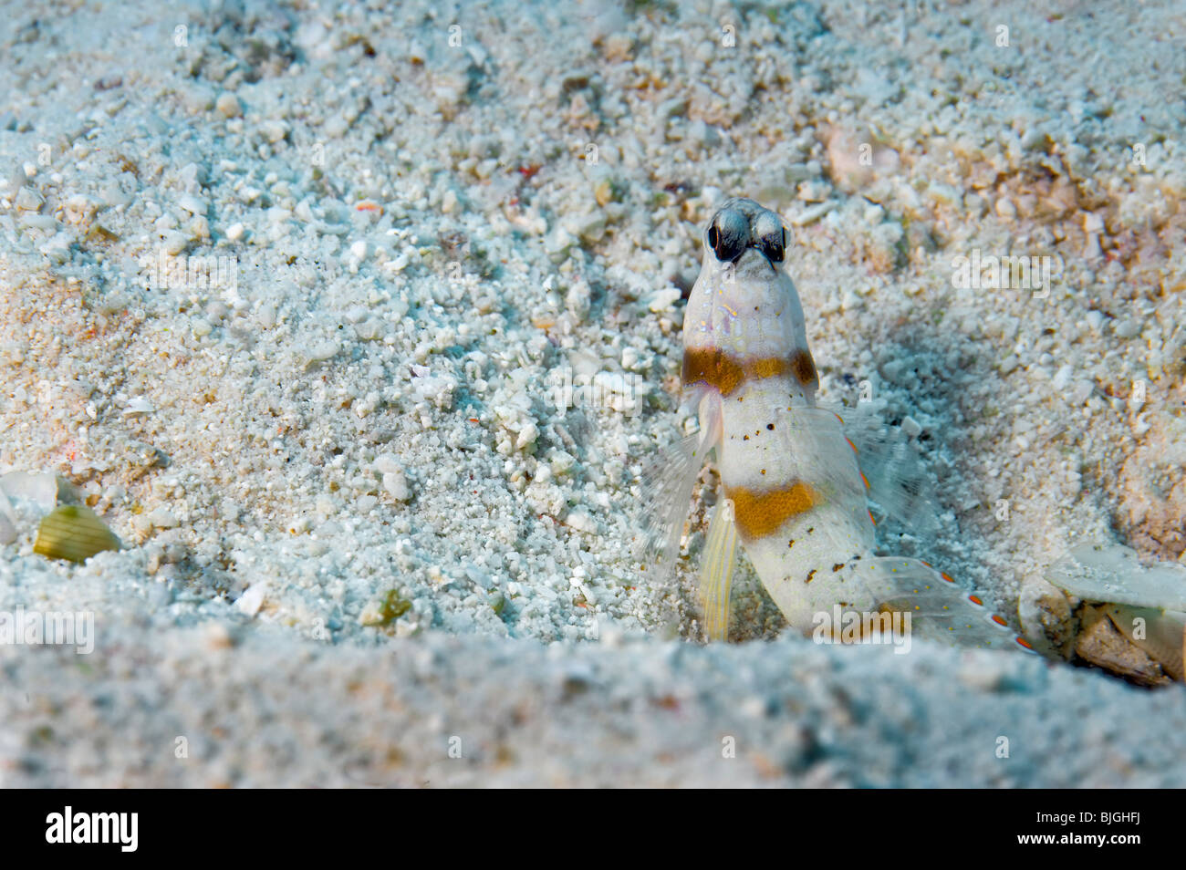 Opistognathidae Unterwasser Bild Stein Sand sandiger Fisch Loch Riff Bereich Bau in sandigem Substrat Stockfoto