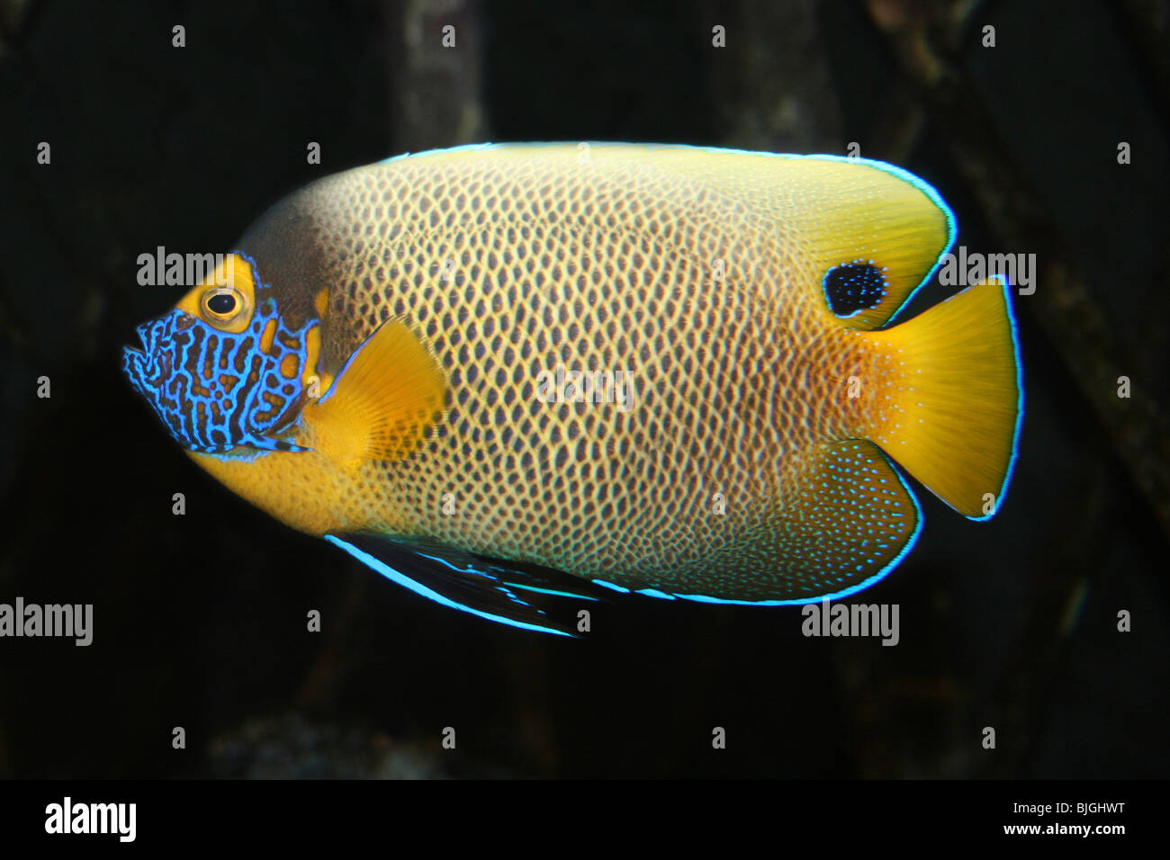 Blueface-Kaiserfisch-Pomacanthus xanthometopon Stockfoto