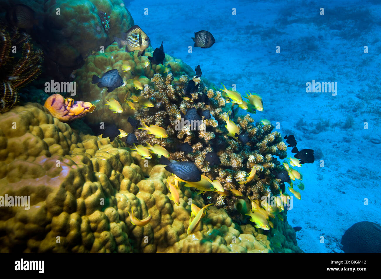 Korallenriff Unterwasser unter Wasser MALAPASCUA Inseln Unterwasser wilde Wildnis Korallenriff Weichkorallen Tauchen Taucher Tauchen n Stockfoto