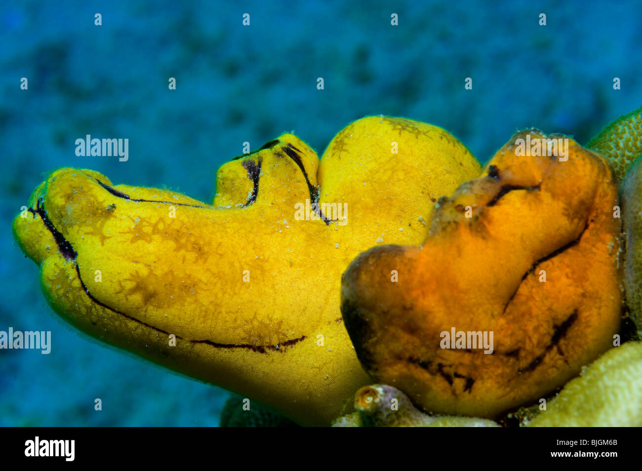 Bizarre Rohr Schwamm gelb orange rot Tubsponge Tierwelt unter Wasser Sealife Fische leben im Meer tauchen auf Malapascua Island Cebu P Stockfoto