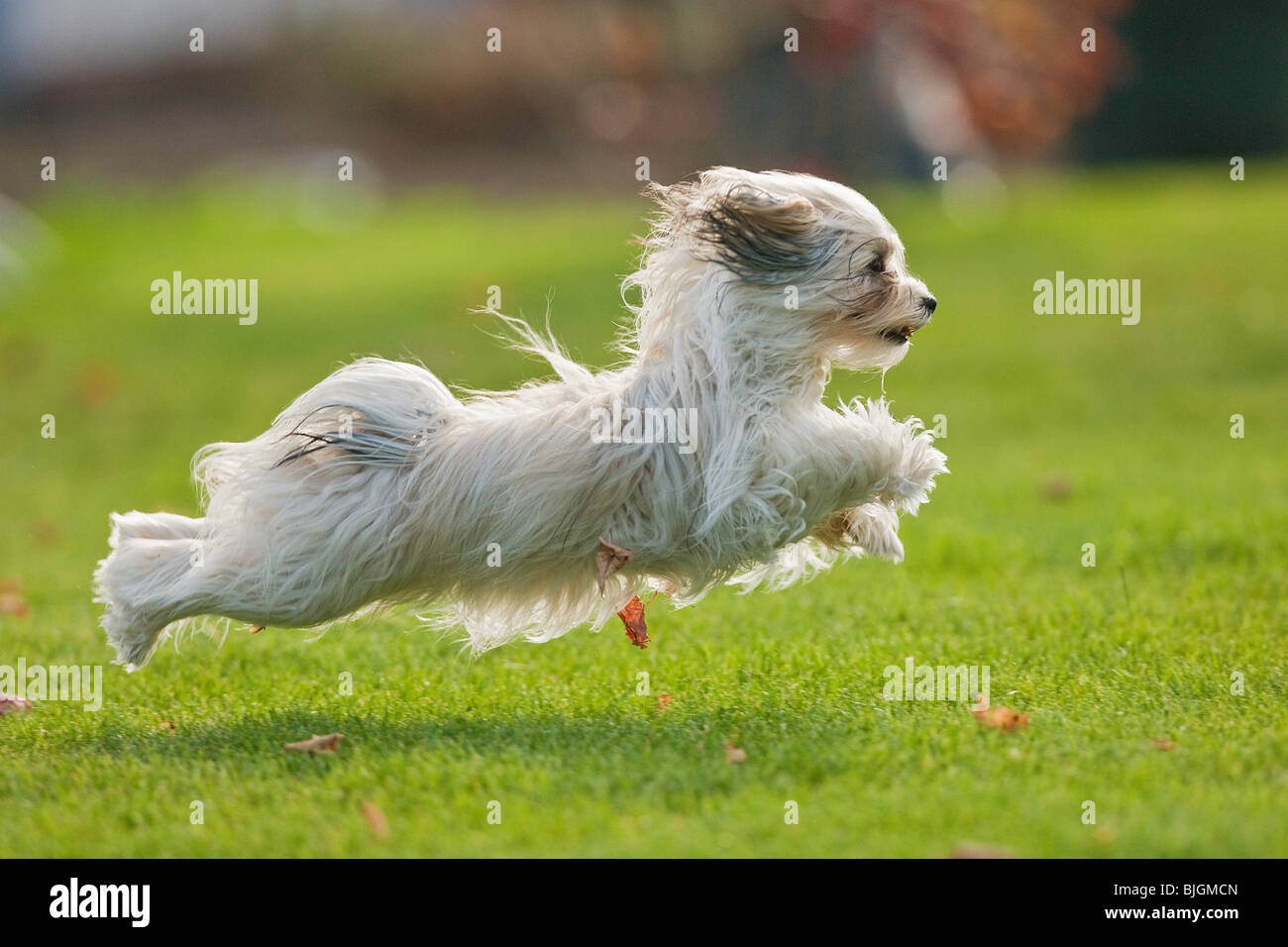 Havaneser Hund läuft Wiese Stockfoto, Bild 28641445 Alamy