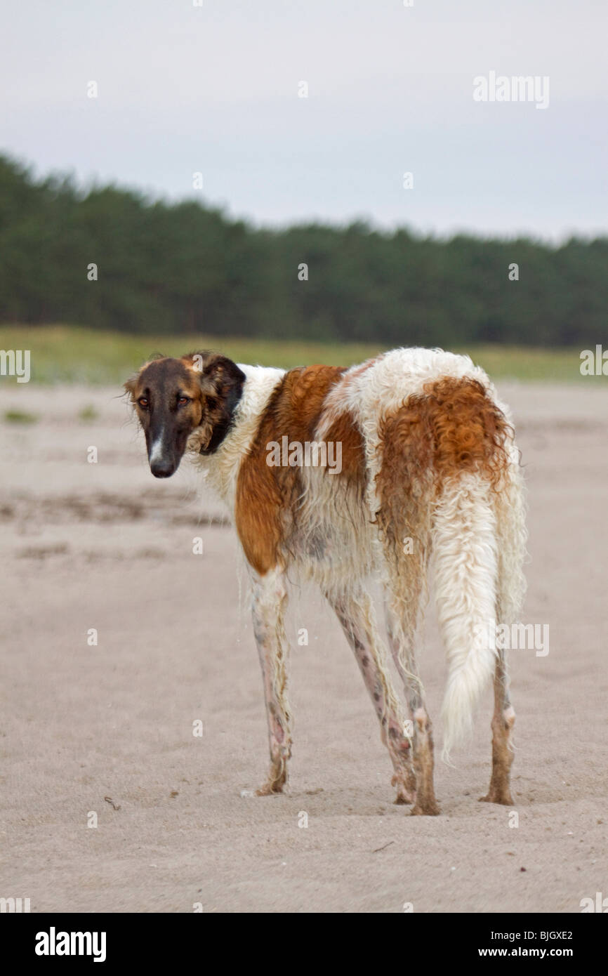 Barzoi Hund stehend Stockfoto