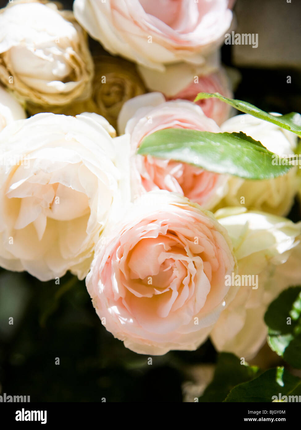 Rosenbusch Stockfoto