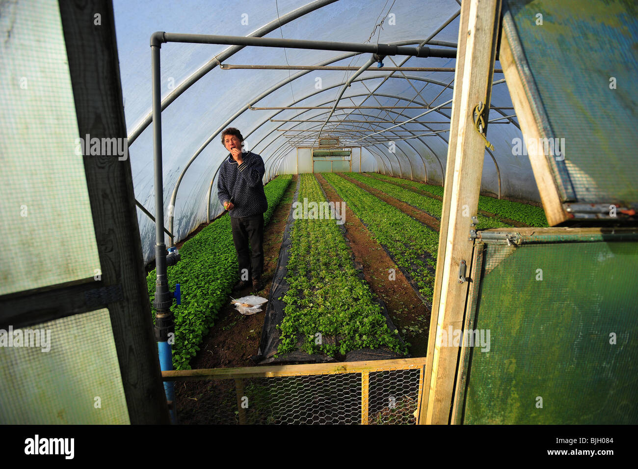 Guy Watson, einer der Gründer der Riverford Bauernhof Bio Food Box Lieferung Company, mit Sitz in South Devon, UK Stockfoto