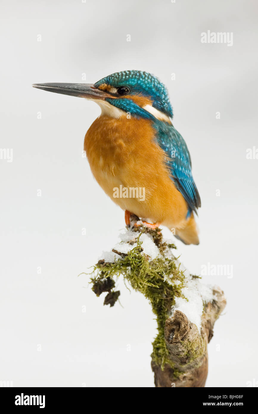 Eisvogel auf einem Ast / Alcedo Atthis Stockfoto