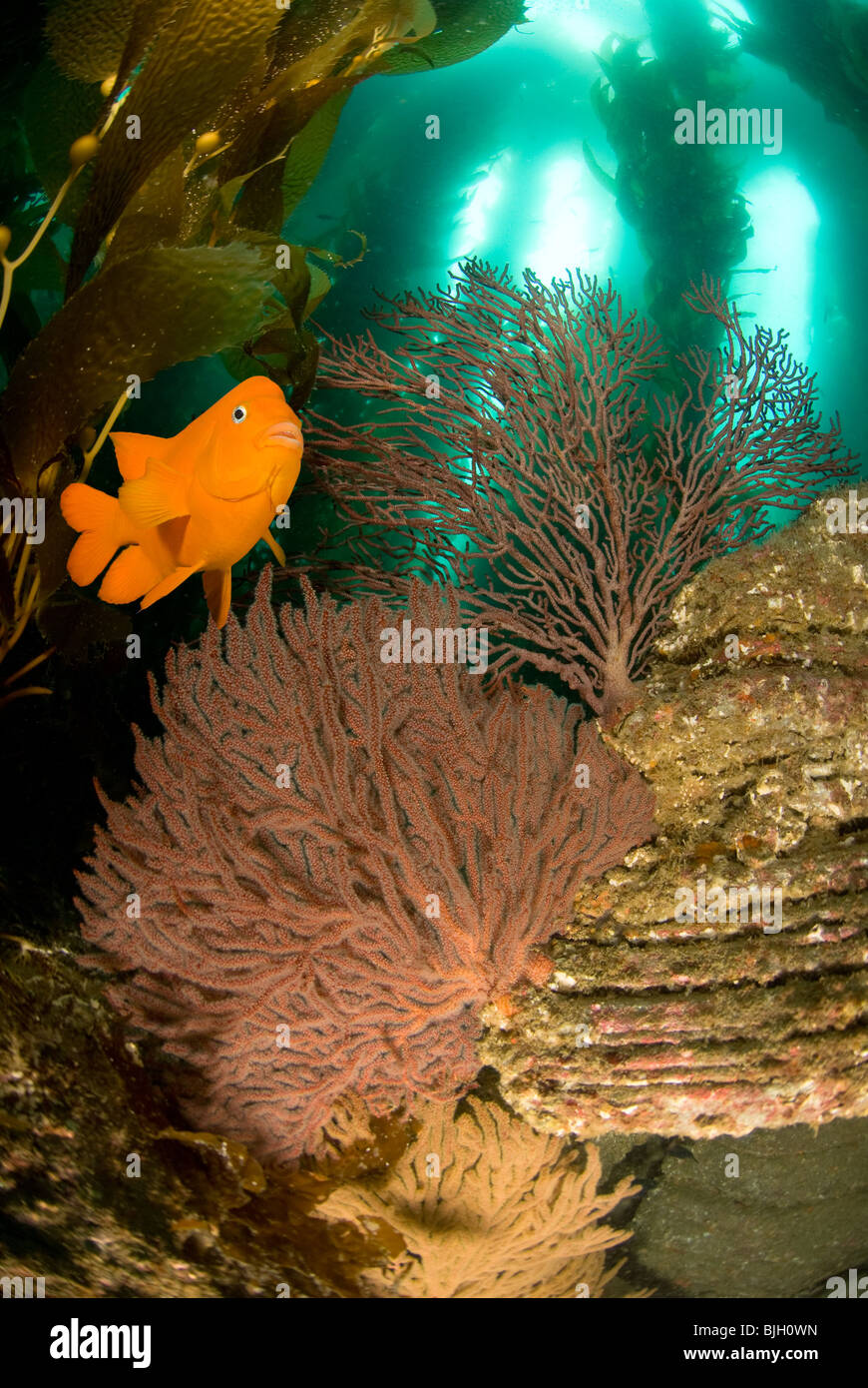 Eine orange Garibaldi Fisch schwimmt über ein Riff mit Gorgonien, Seetang und blauem Wasser. Stockfoto