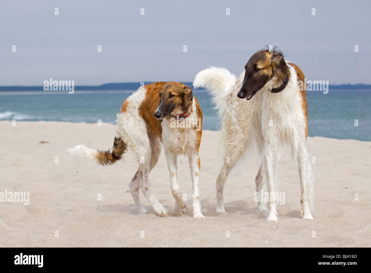 Russischer Wolfhound, Borzoi. Zwei Hunde stehen an einem Strand. Deutschland Stockfoto