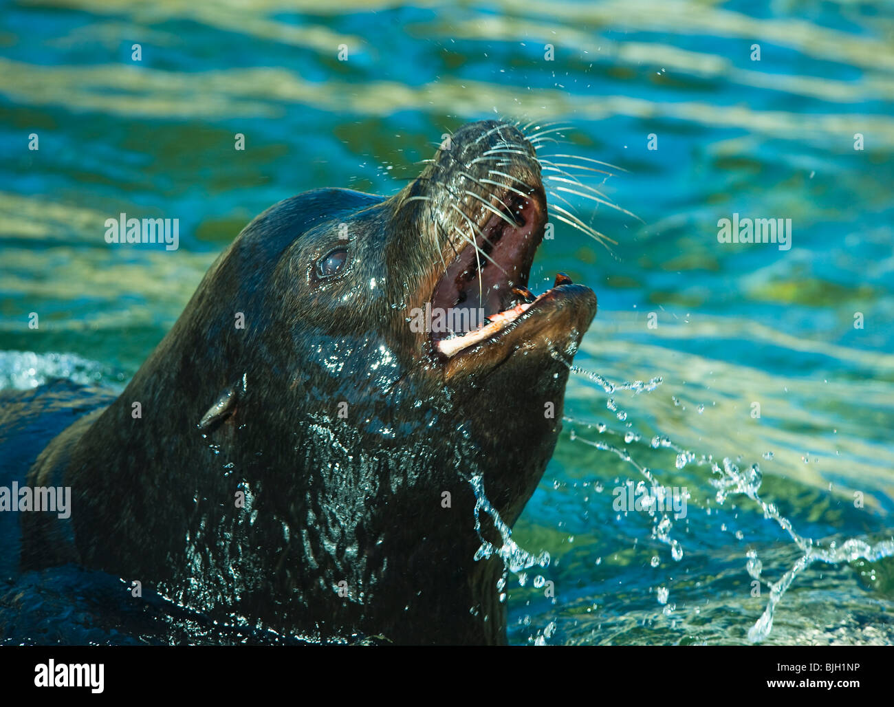 Sea lion Stockfoto