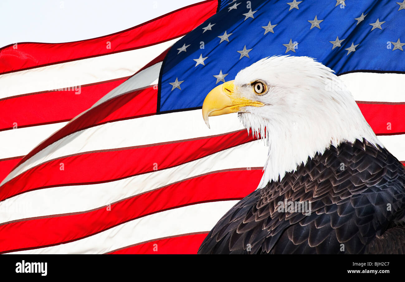 Adler und amerikanische Flagge Stockfoto