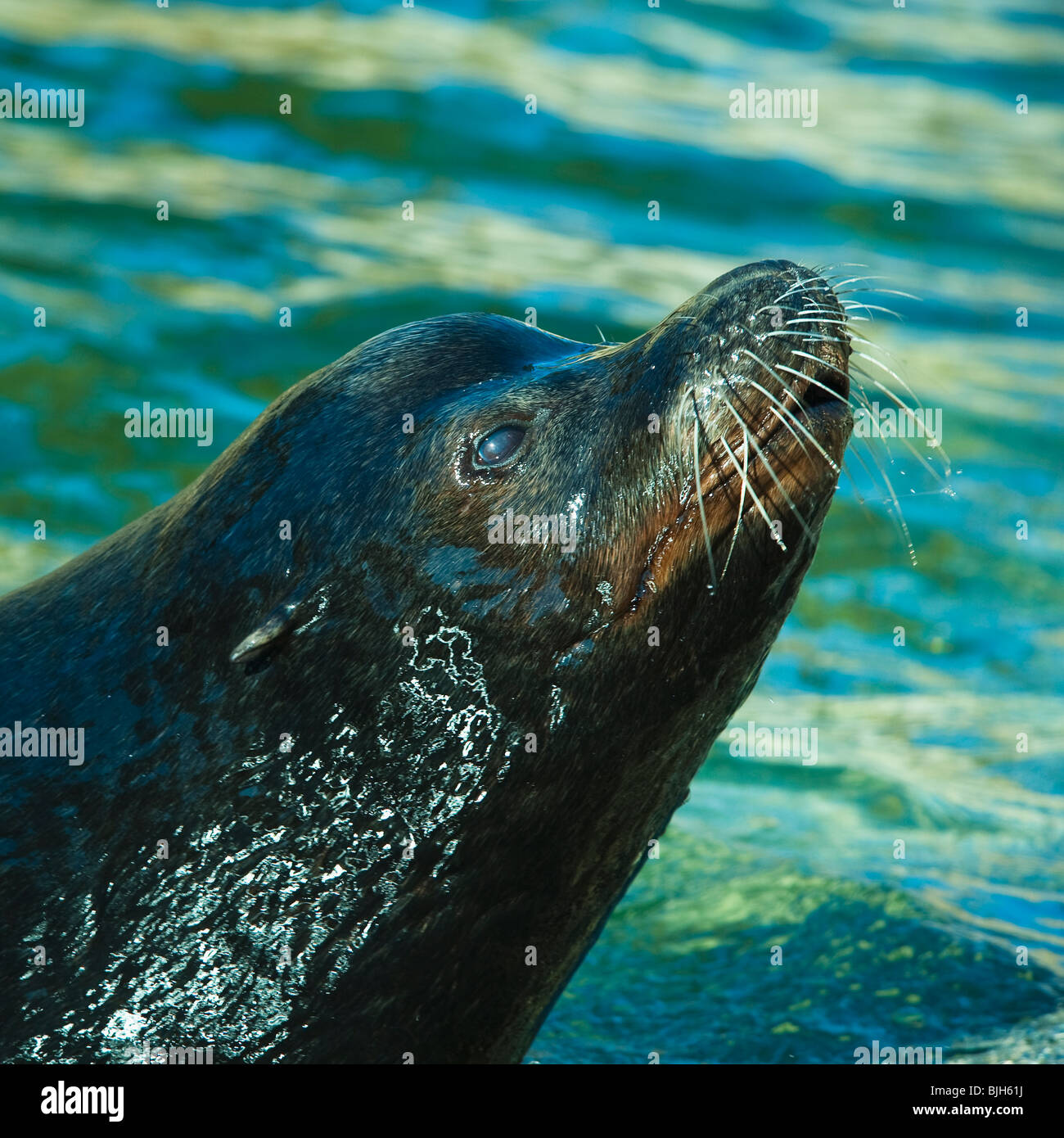 Sea lion Stockfoto