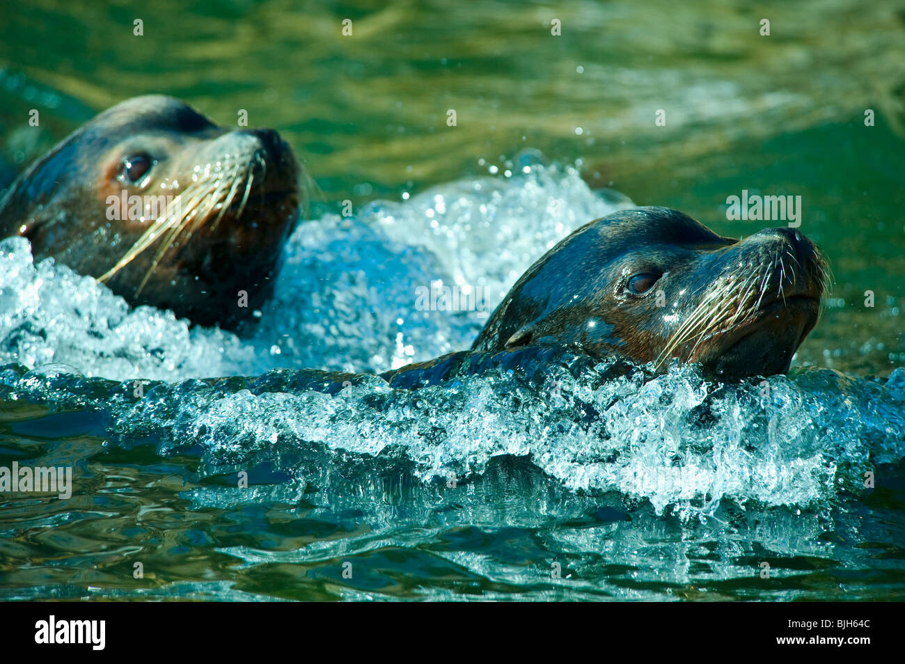 Seelöwen schwimmen Stockfoto