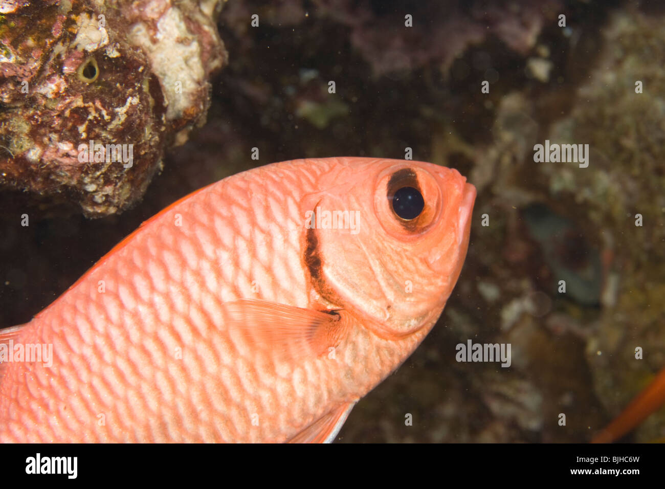 Myripristis Murdjan Stockfoto