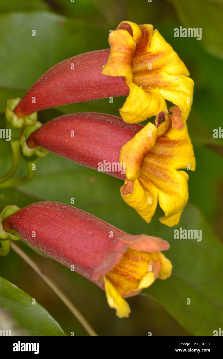 Crossvine, Kreuz-Rebe oder Trompete Blume, Bignonia Capreolata der Familie Catalpa. Stockfoto