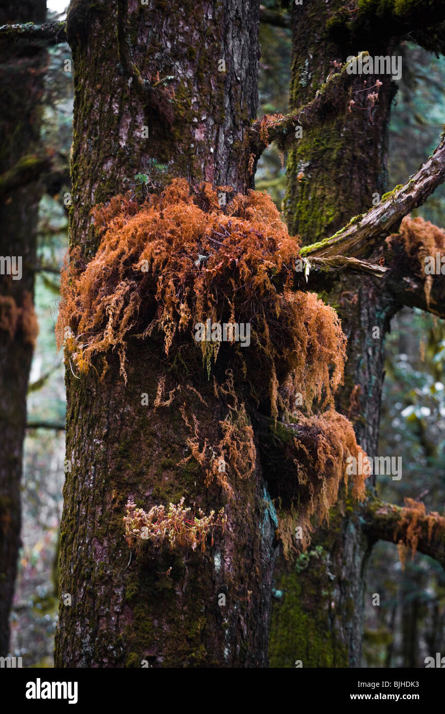 Farne an einem NADELBAUM-Baum in einem gesunden Wald auf der ganzen MANASLU Trekking - NUPRI REGION NEPALS Stockfoto