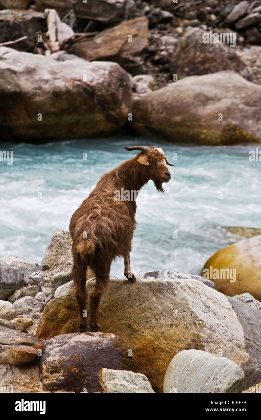 Eine Ziege, die entlang des Flusses DUDH auf der ganzen MANASLU Trekking - NUPRI REGION NEPALS Futtersuche Stockfoto