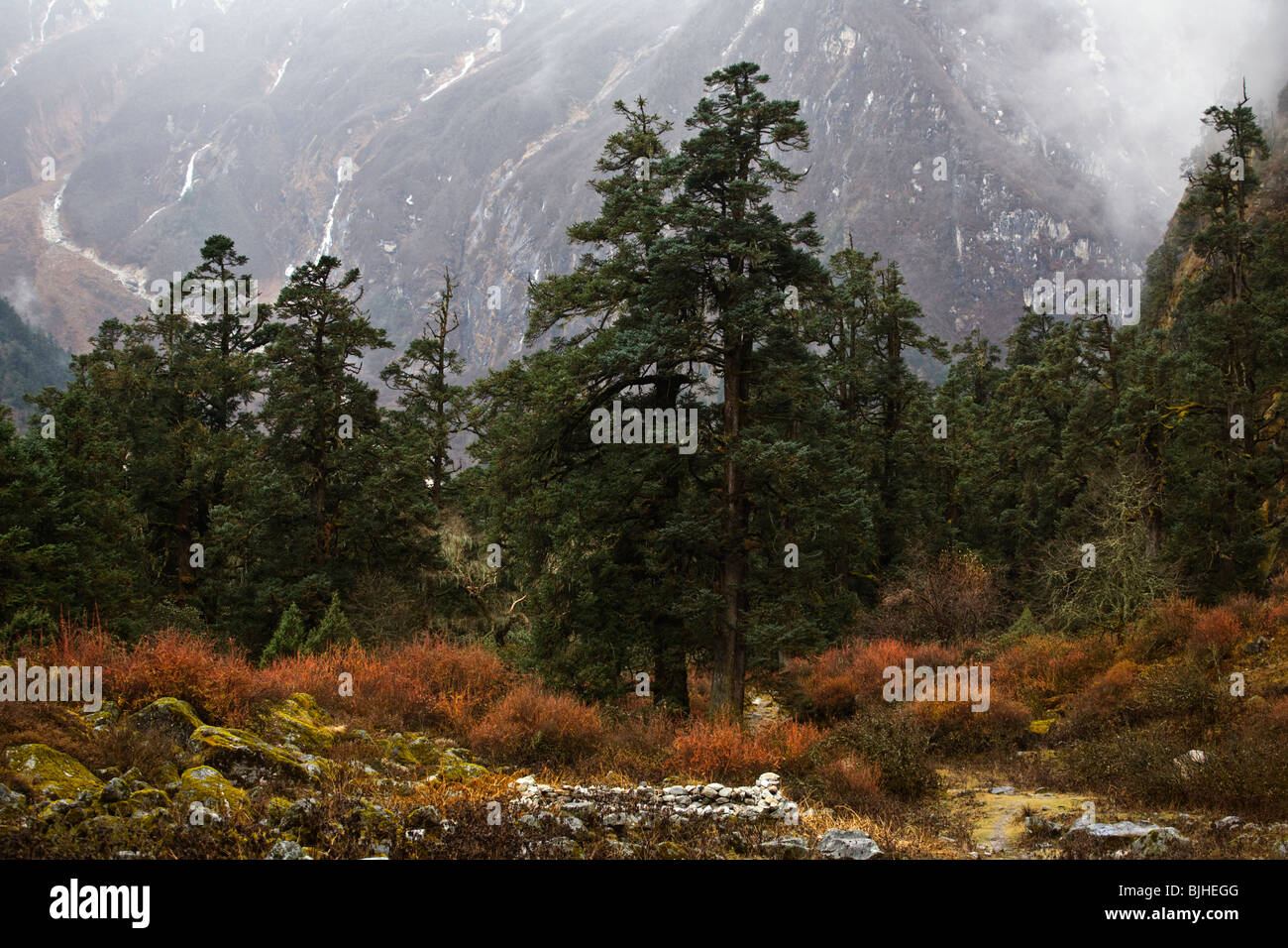 Nadelbäume in einem gesunden Wald auf der ganzen MANASLU Trekking - NUPRI REGION NEPALS Stockfoto