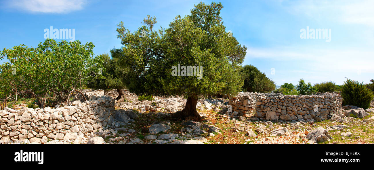 / Volumen/PAUL Archiv 8 8-a/Archiv/Prozess TEMP /. Insel Brac-Kroatien-Fotos- D3X0719.tif Stockfoto