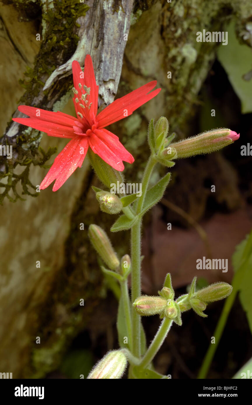 Feuer-rosa, Silene Virginica der Familie Caryophyllaceae. Stockfoto