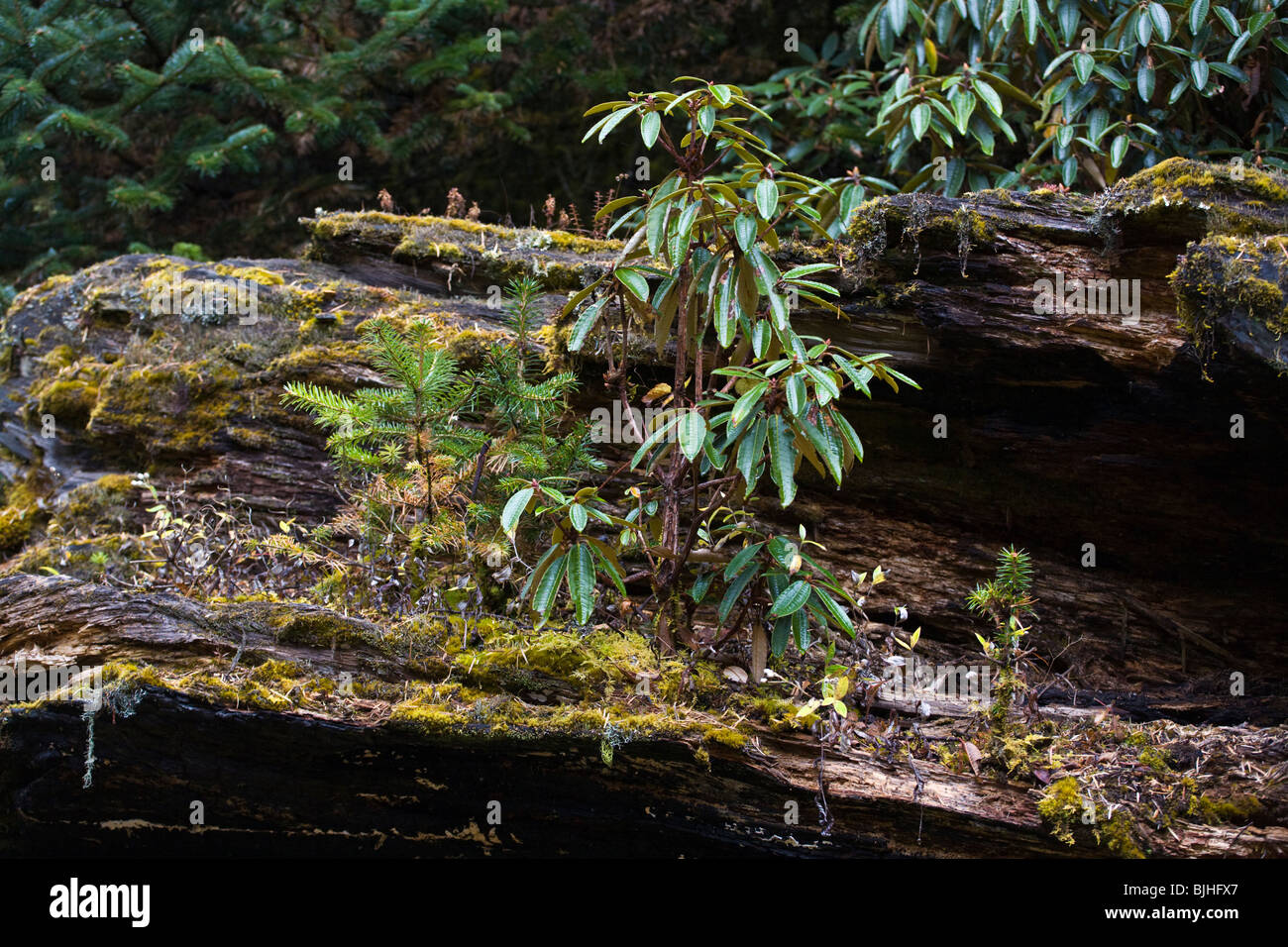 Ein RHODODENDRON-Baum wächst aus einem Protokoll auf der ganzen MANASLU Trekking - NUPRI REGION NEPALS Stockfoto