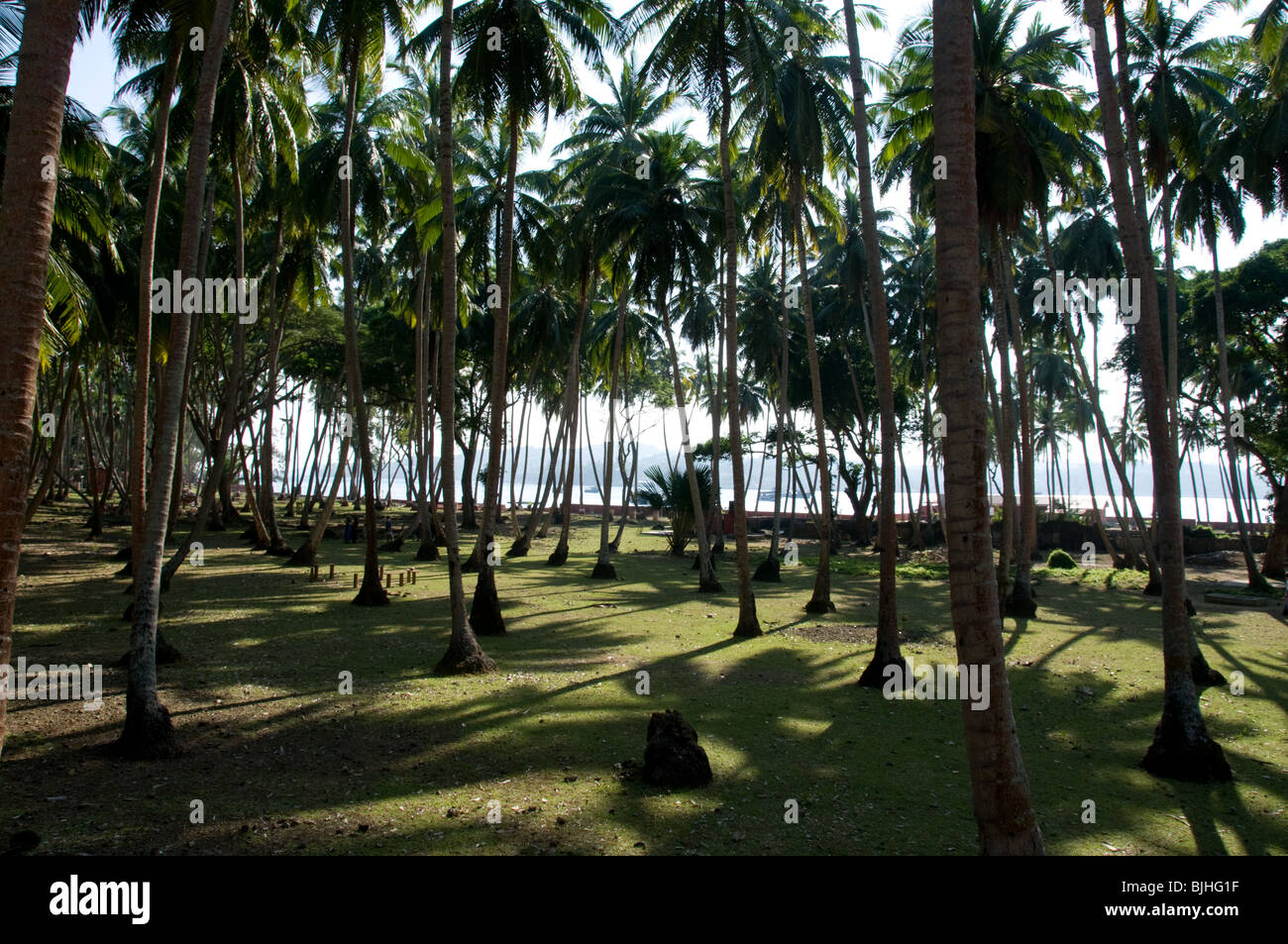 Schraffierte Fläche mit Kokosnuss-Palmen auf Ross Island, Andamanen, Indien Stockfoto