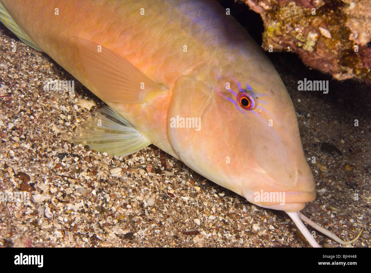 Goldsaddle Goatfish (Parupeneus Cyclostomus) Stockfoto