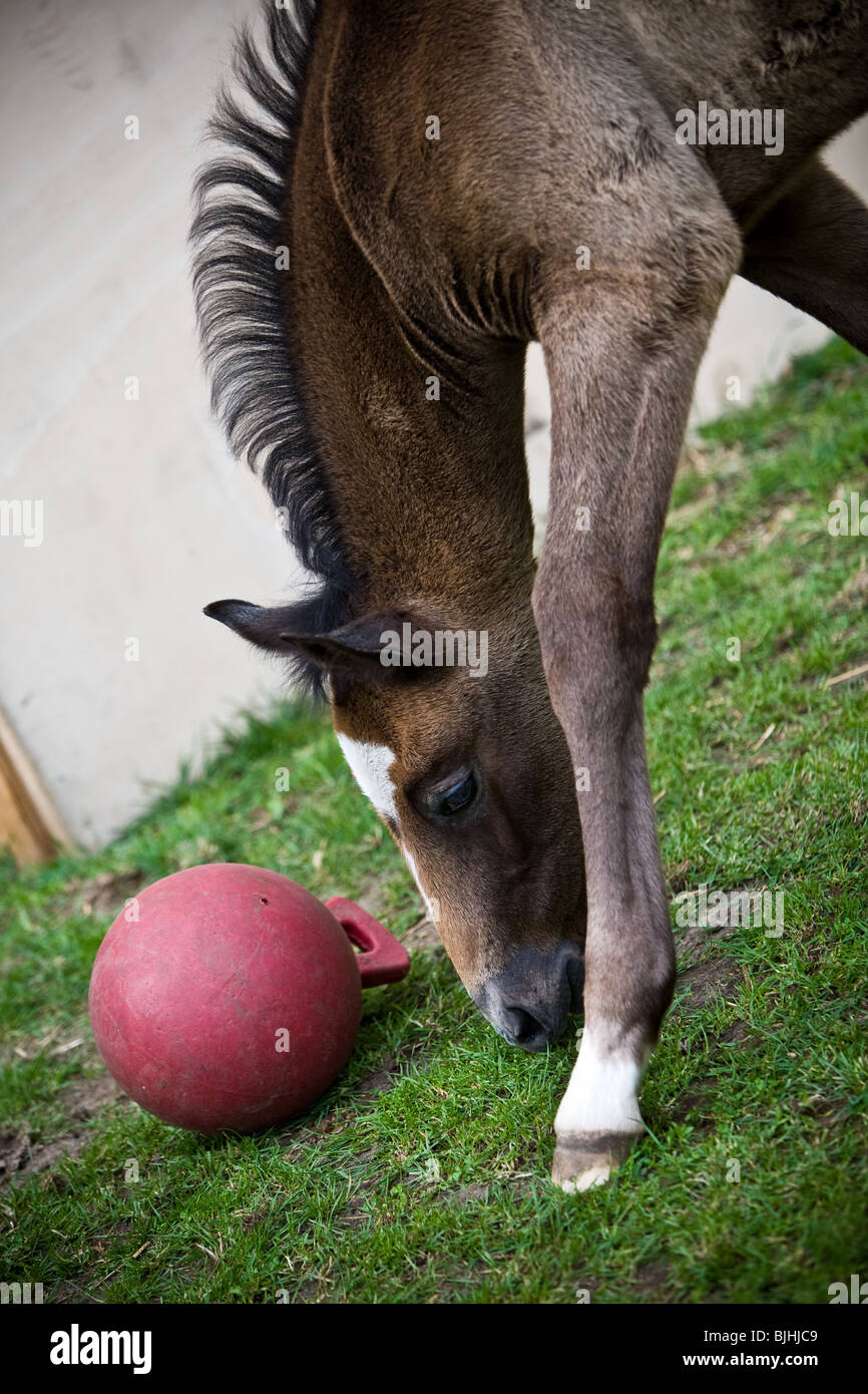 Junge braune Pferd mit einem roten Ball spielen Stockfoto