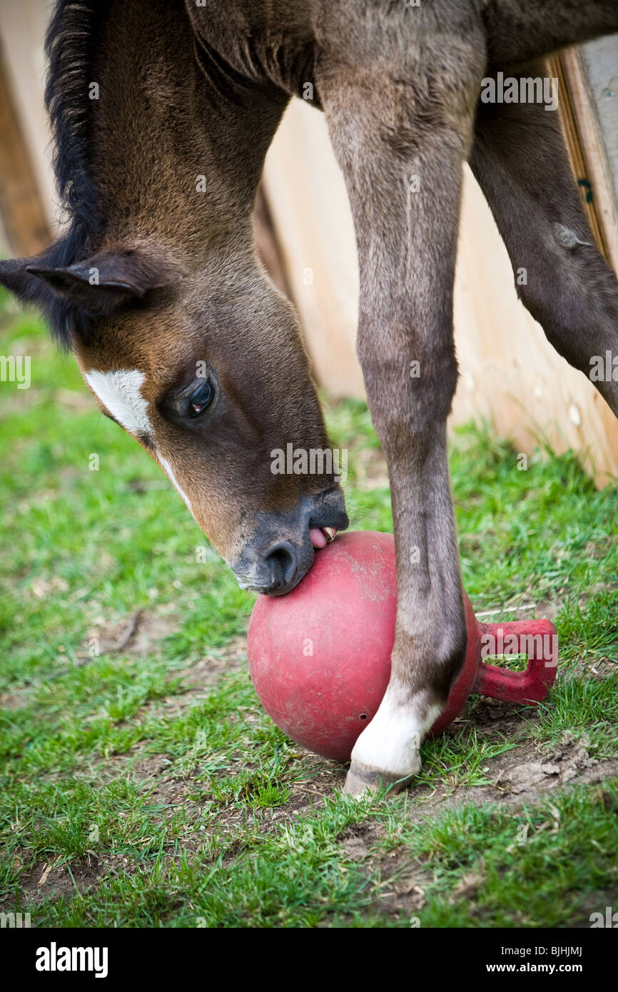 Junge braune Pferd mit einem roten Ball spielen Stockfoto