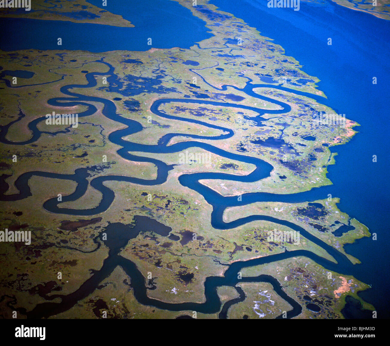 Coastal Muster in der Nähe von Atlantic City, Edwin B. Forsthye National Wildlife Reserve, New Jersey Stockfoto