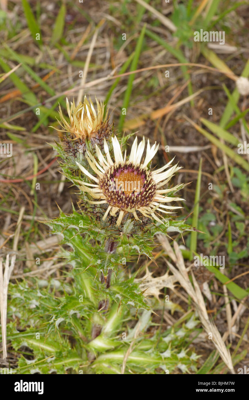 Carline Thistle, Carlina Vulgaris. Dancing Ledge. Dorset. Stockfoto