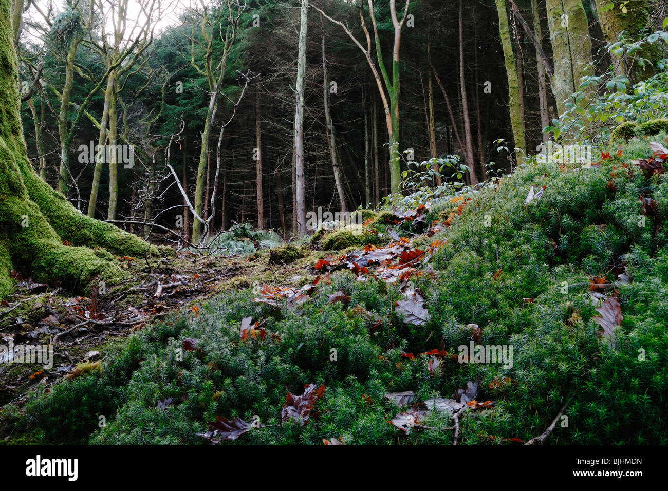 Westliche Hemlocktanne, Tsuga Heterophylla in alten Eiche Wald gepflanzt Wales. Stockfoto