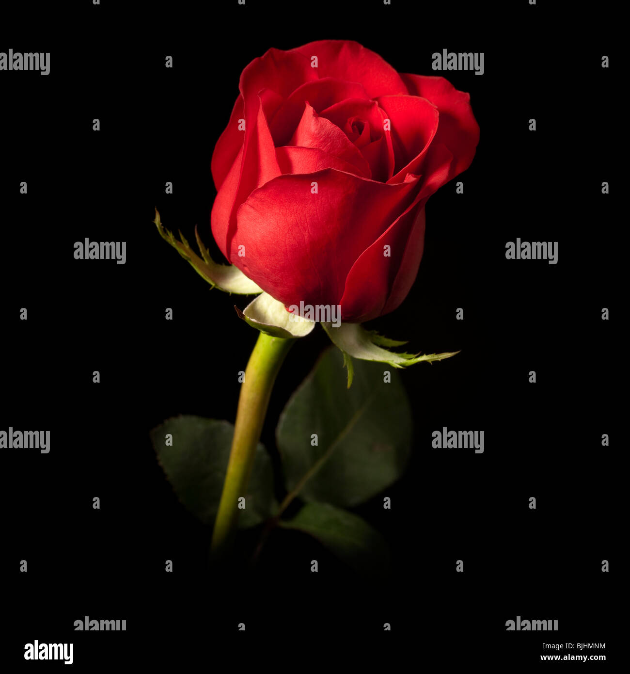 einzelne rote Rose vor einem schwarzen Hintergrund Stockfoto